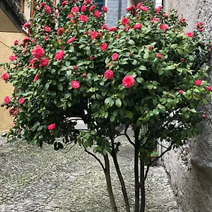 Apartment Casa